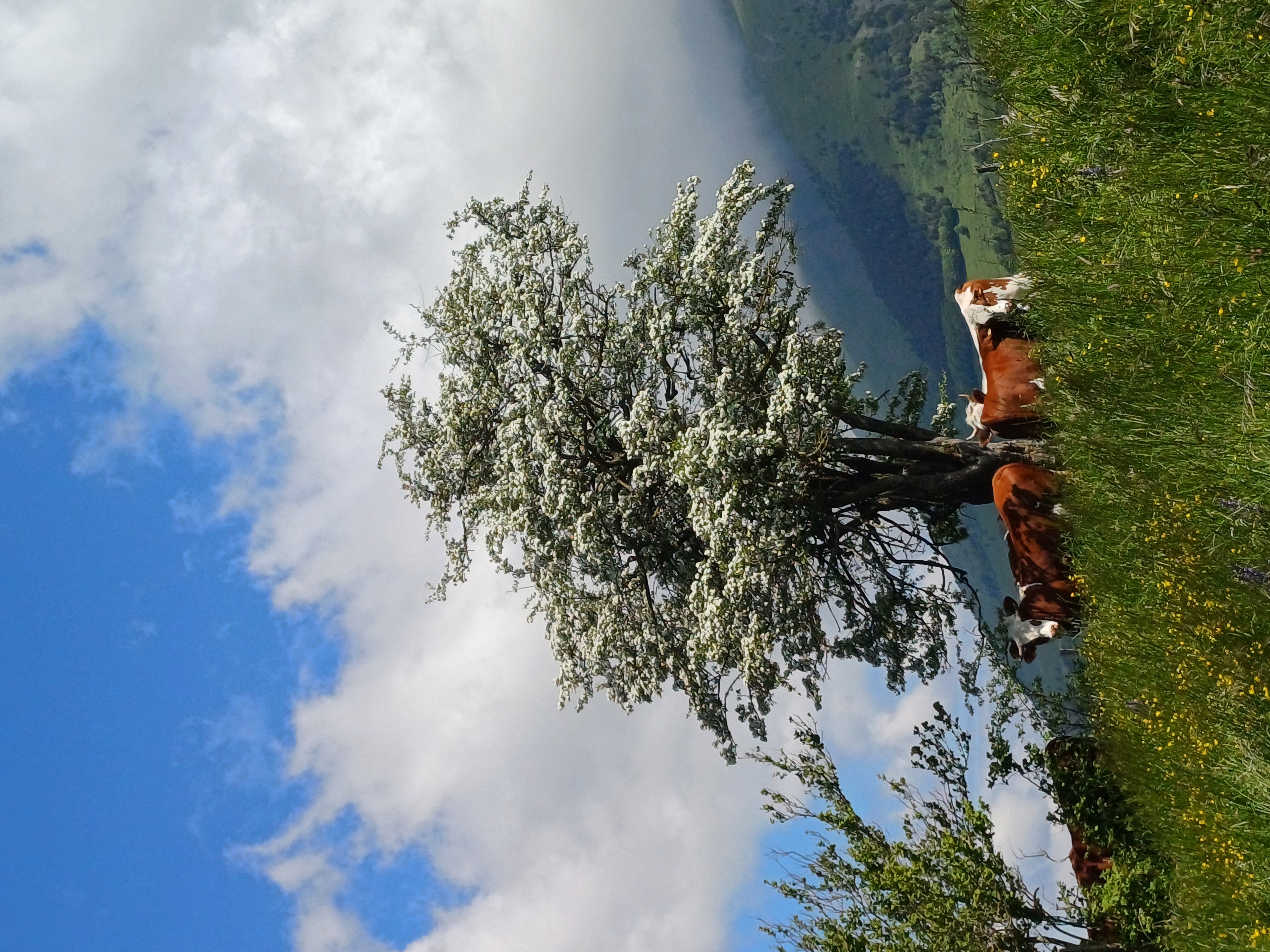 Troupeau GAEC Normand